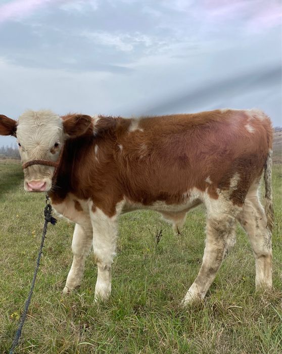 Vand  vitei , nu raspund la mesaje