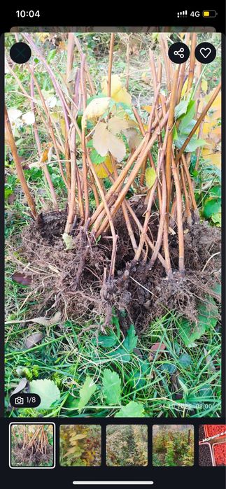 Саженцы ремонтантной малины