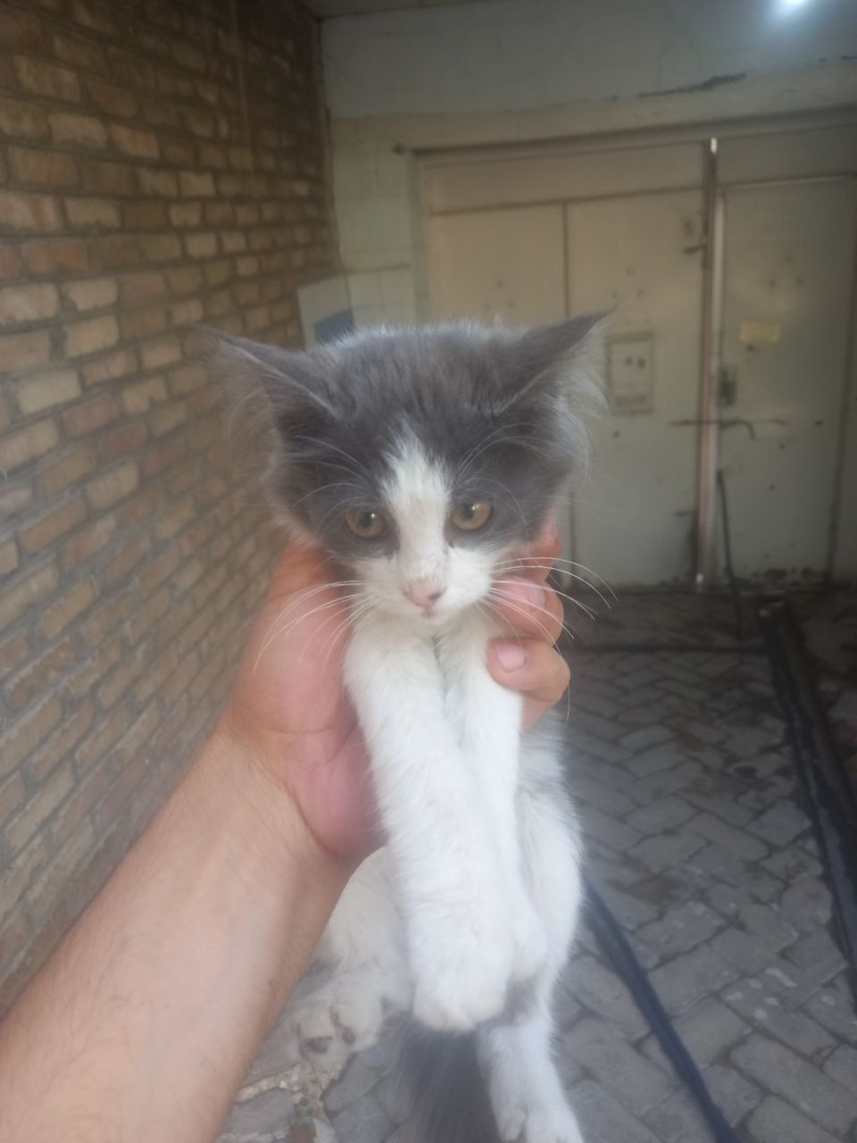 кошка бесплатно регисиан