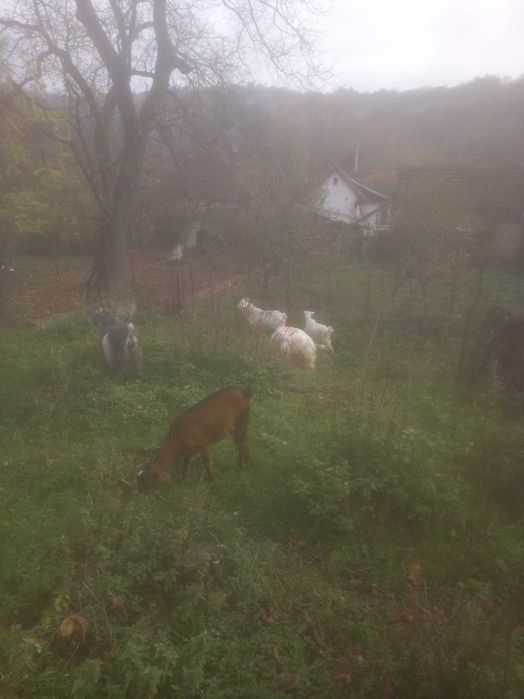 Capre de vânzare com. Dognecea