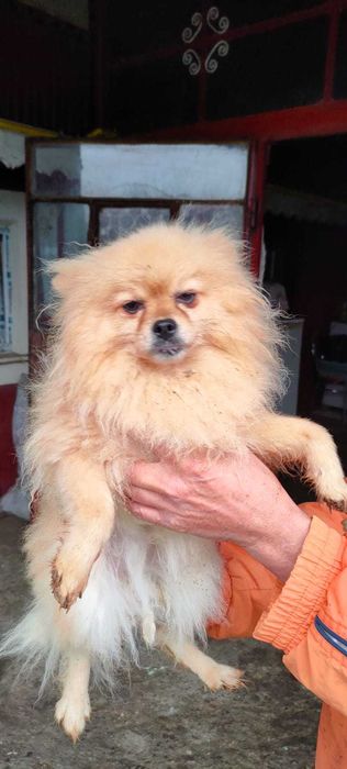 Femela Pomerian Talie Mica