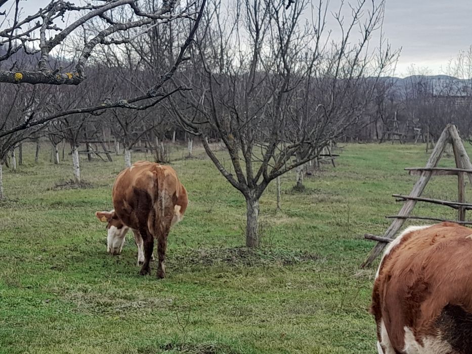 Vaca și juninca de vancare