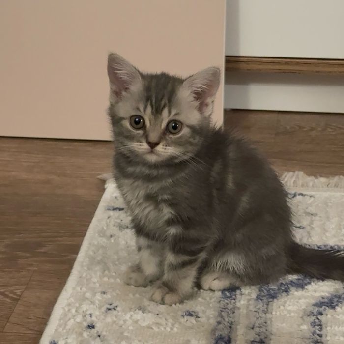 Продам котенка британца