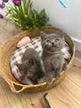 British shorthair