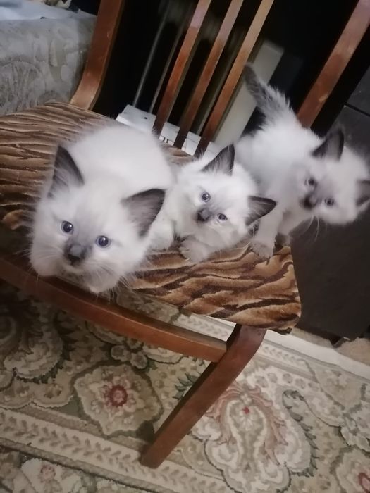 Котята бесплатно