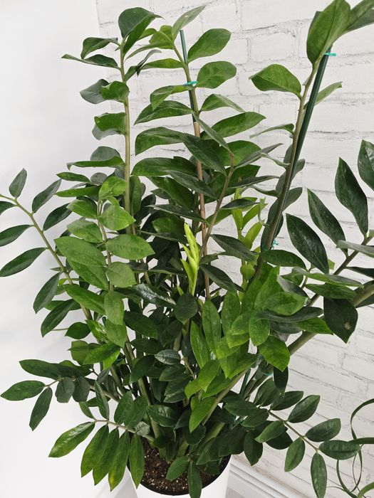 Floare interior Zamioculcas Zamiifolia Super Nova