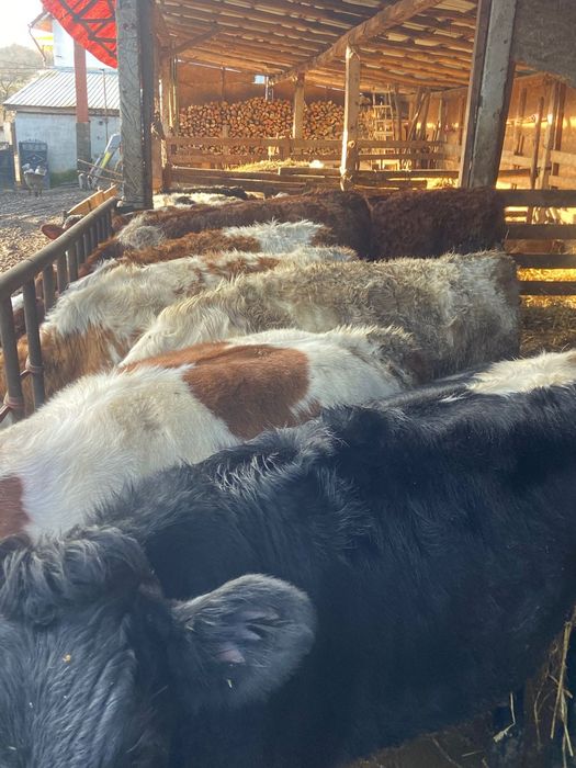 Vand vitele tinute pe boxa cu media 200 +