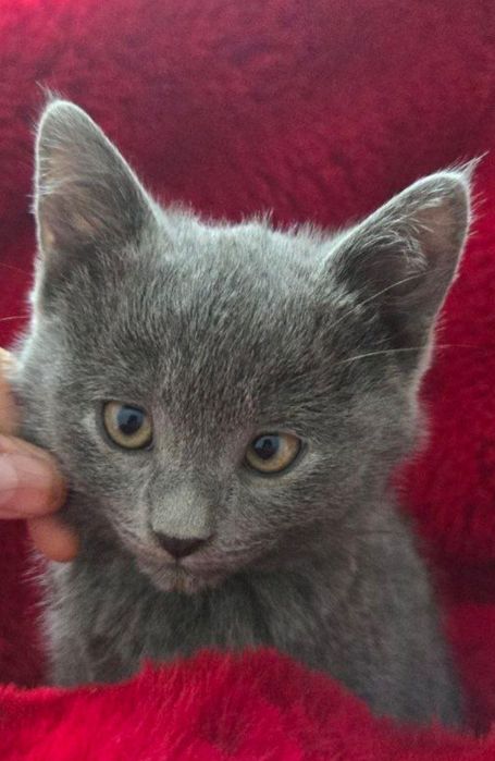 Otdam darom koshka skotish strayt