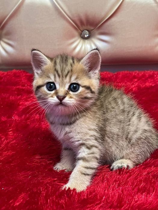 Шотланские 1 месяци неделя.Приучены