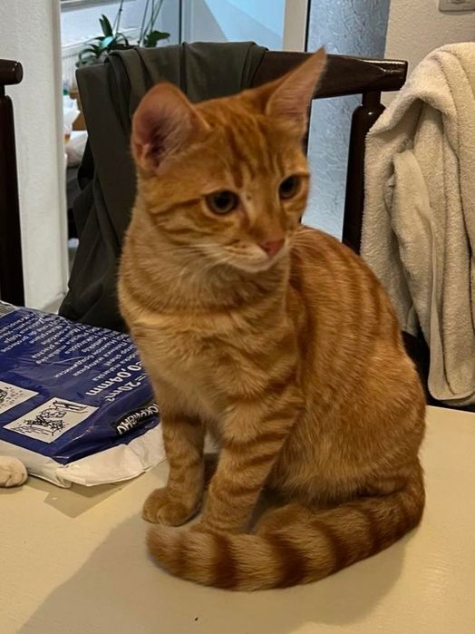 подаряват се котенца