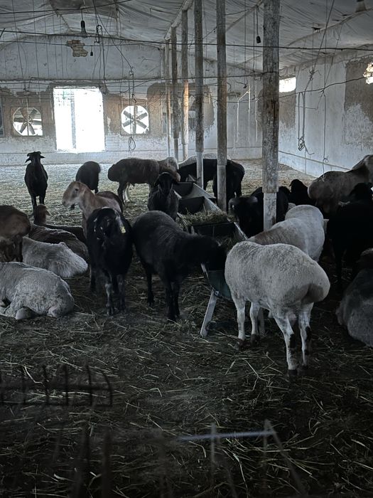 Qochqorlar qochqor sotiladi qoylar