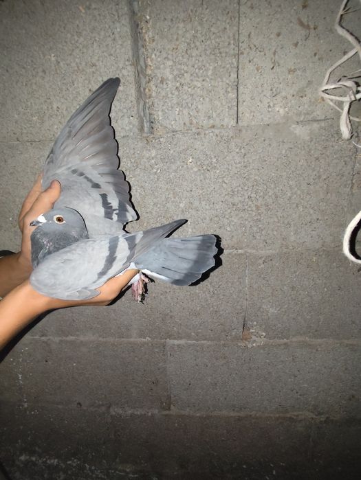 De vânzare porumbei