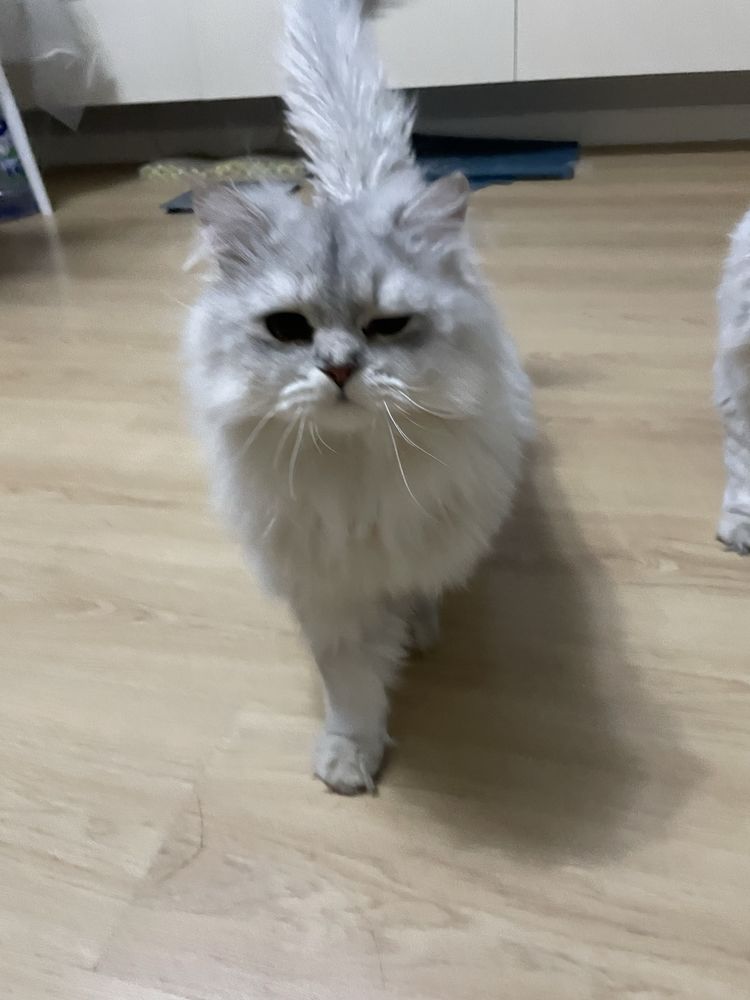 Продажа британские кошки