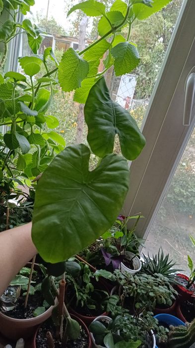 Комнатные растения