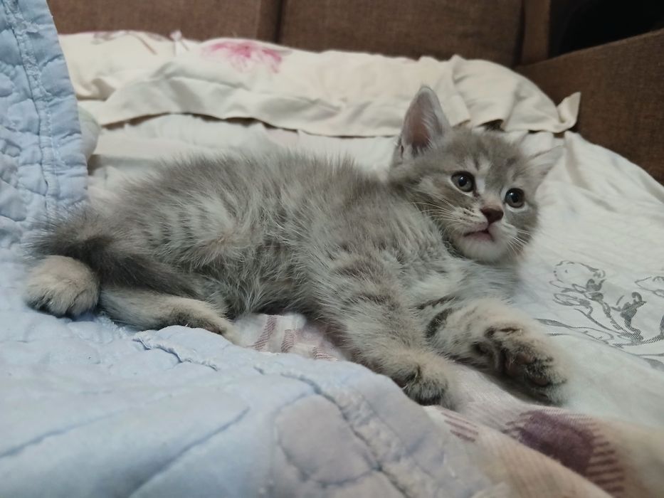 Срочно продаётся котёнок