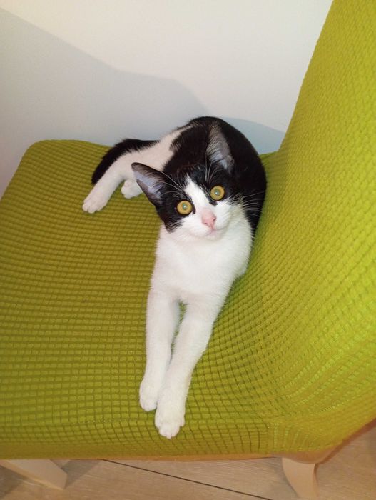 Donez gratis pui pisica spalata, deparazitata, blanda, afectuoasa