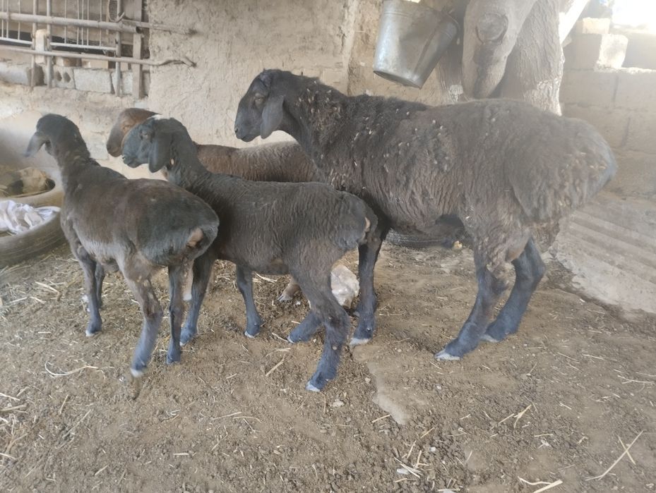 3ta toxli bugoz 1ta qochqor 8.5 milion kami bor