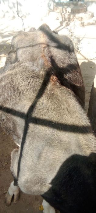 Ona bola sigir sogʻlom