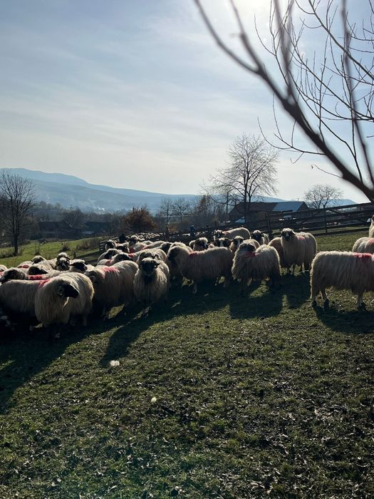 Disponibile oi breze