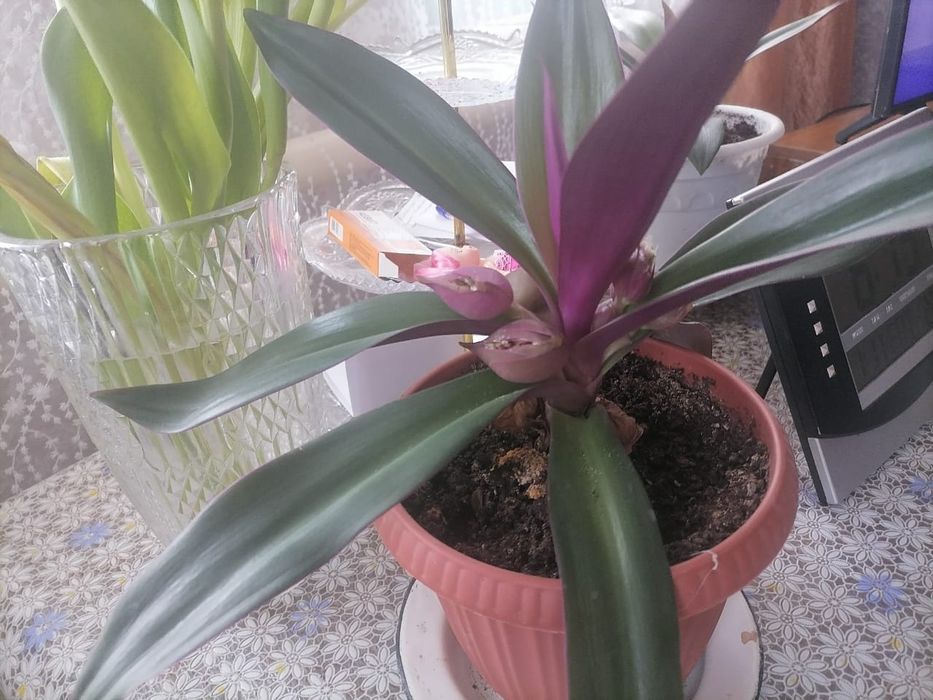 Продам цветок Рео