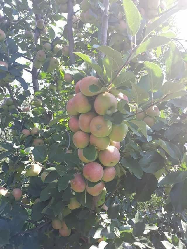 Pomi fructiferi columnari 20lei bucata