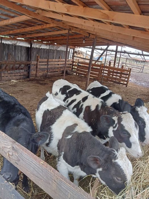 Vând viței foarte frumoși crescuți bio