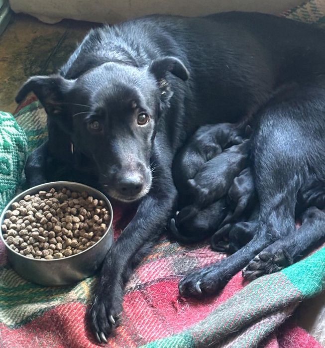 Предлагам за осиновяване