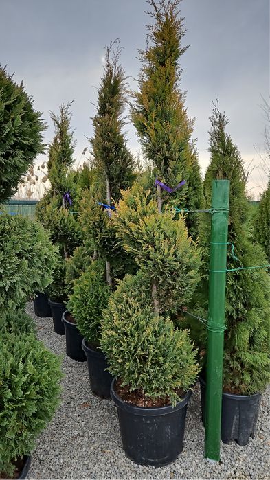 Vindem plante ornamentale de mai multe specii