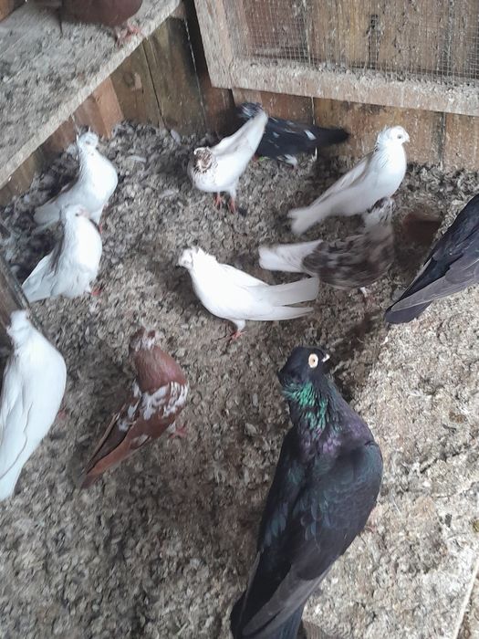 Porumbei bimotati de Ardeal stil vechi ofertă