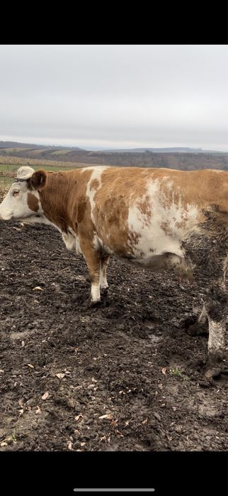 Vand vaca baltata gestanta 6 luni