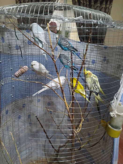 Qushlar hamasn optim sotaman