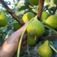 Smochin bifer diferite soiuri ( cu doua recolte pe an ! )