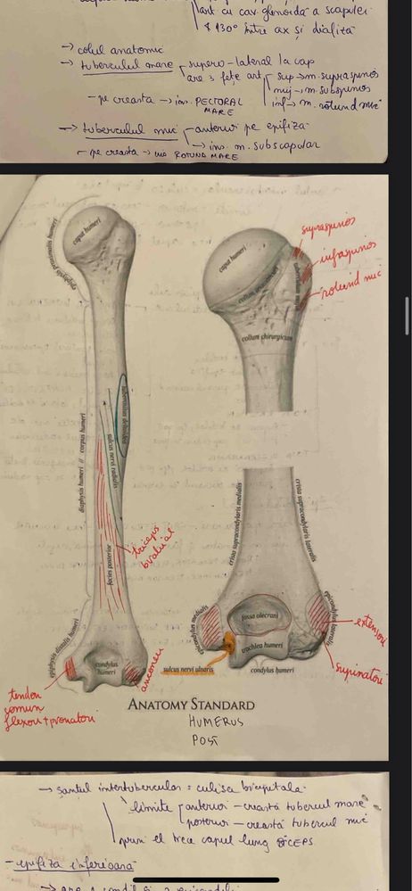 30 planse cu oase informatii esentiale anatomie medicina