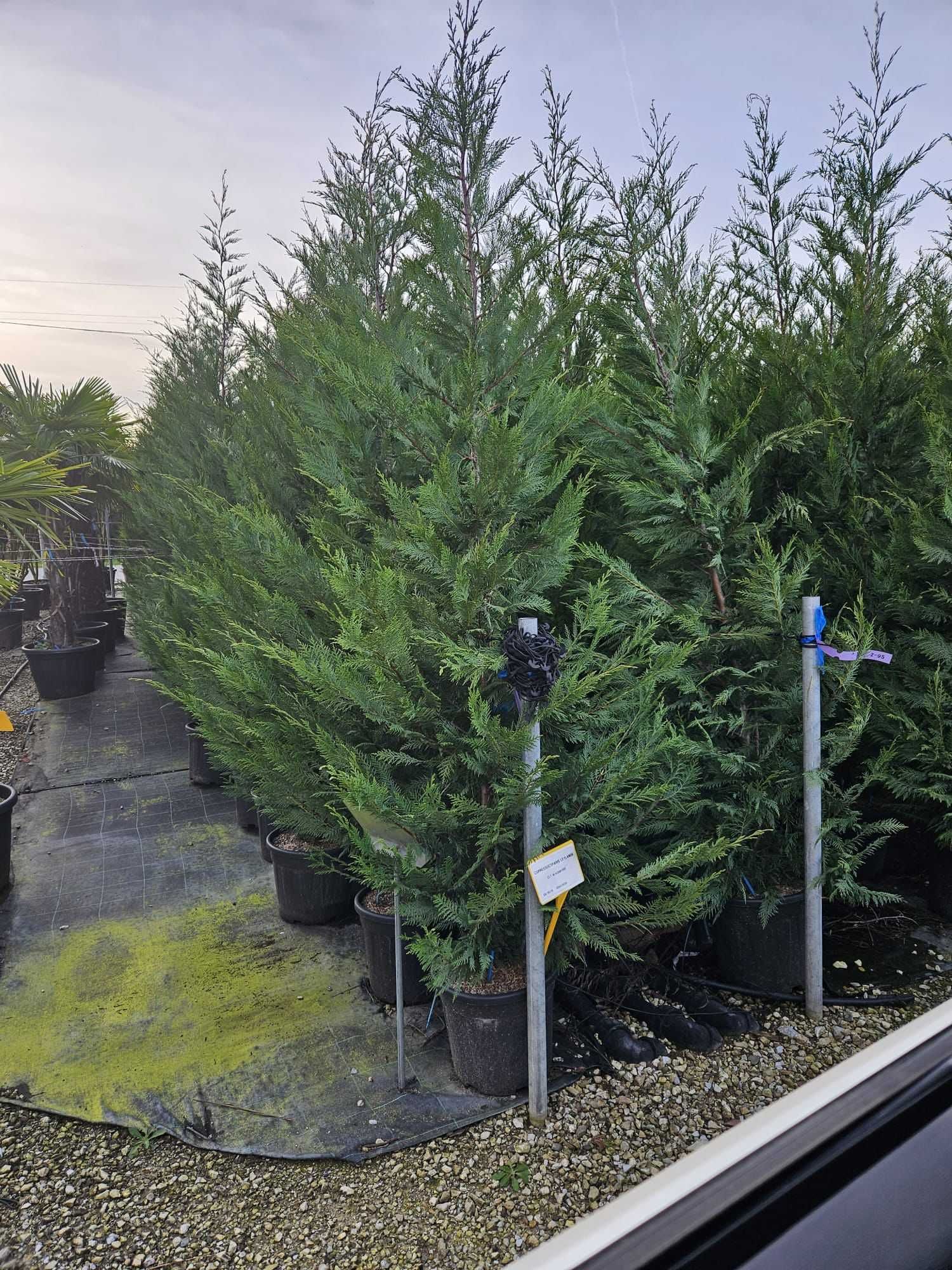 Plante verzi și sănătoase pentru un decor natural perfect