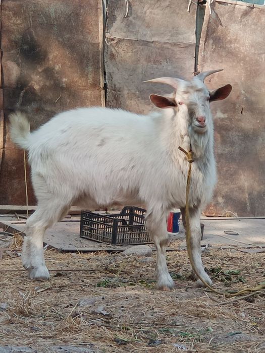 Oppoq TAKA HIDI BOR, ZOTTOR, 9oylik dalada osgan ,hidi cchiqqan