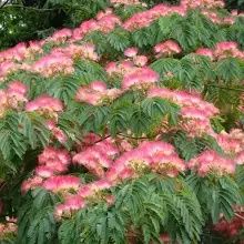 Pomi ornamentali  arborele de matase