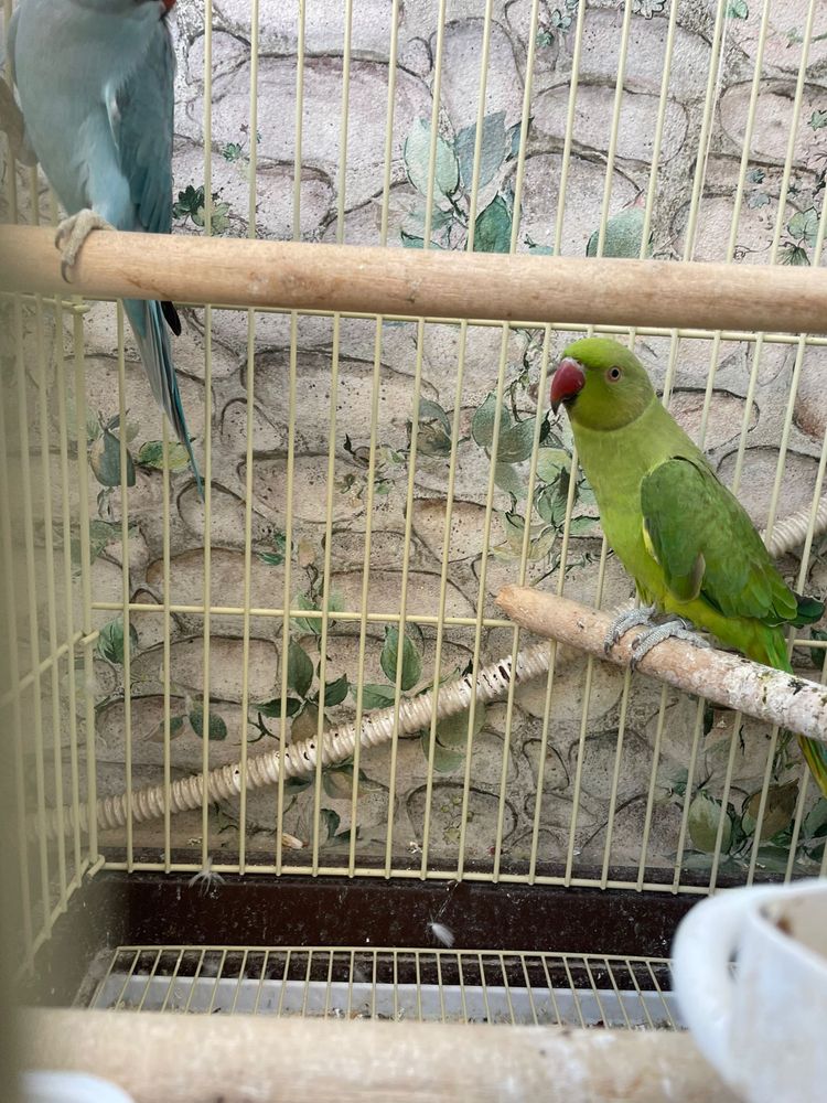 Papagali micul alexander de vanzare doua bucati