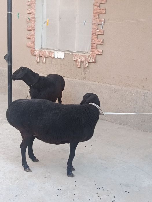 Кучкор ва совлик