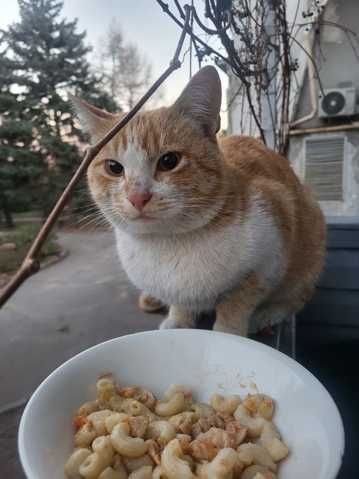 Найден рыжий кот.