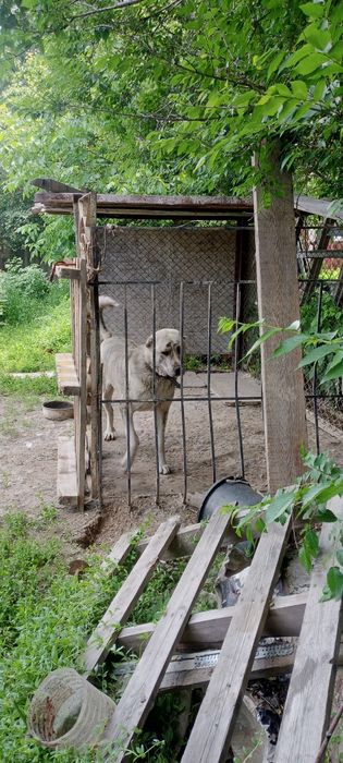 Ырғашы йт сатылады жасы 1 де