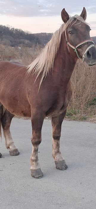 Vînd mînz de 3 ani castrat pret 8.000