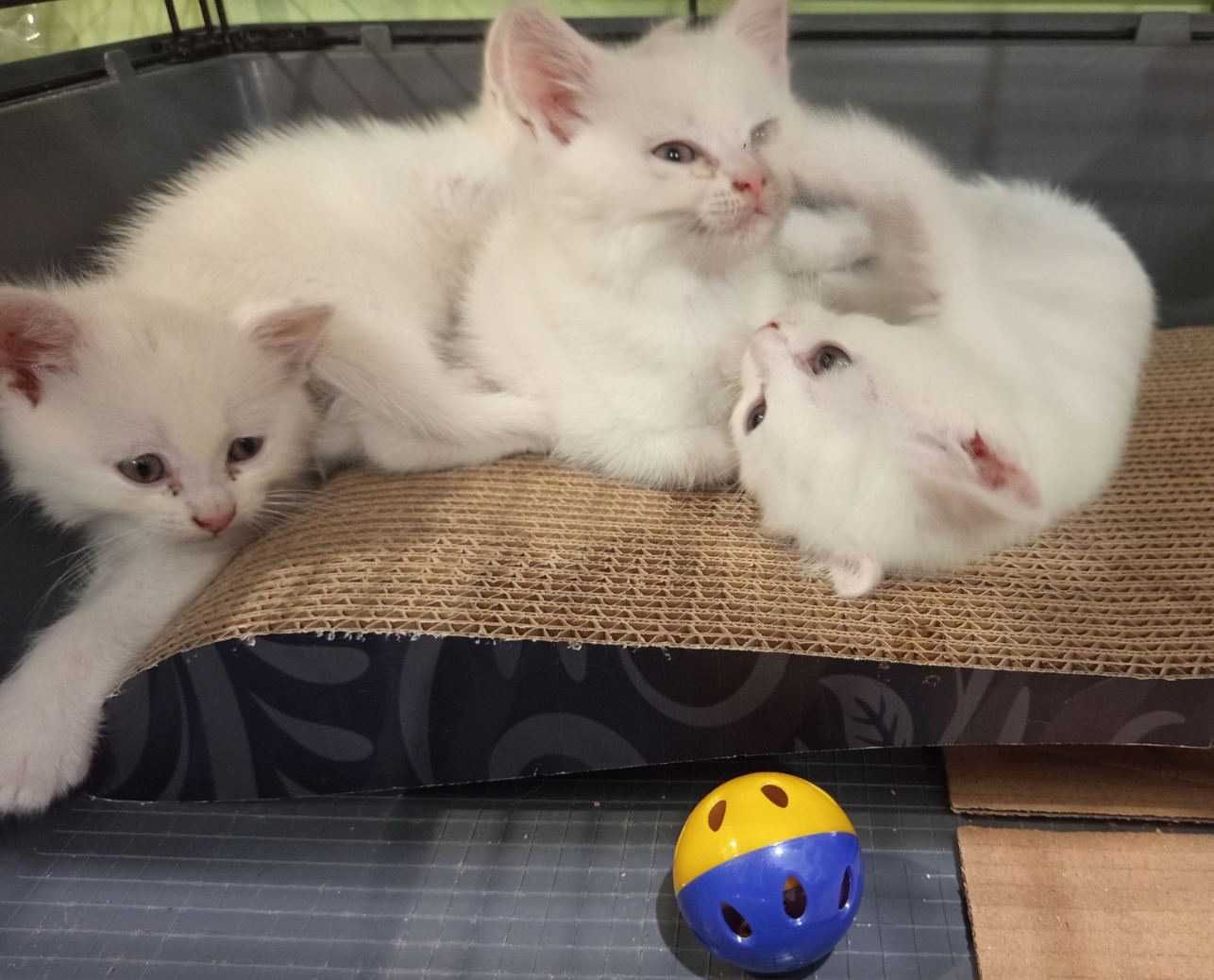 Шотландски котета страйт момчета и момичета