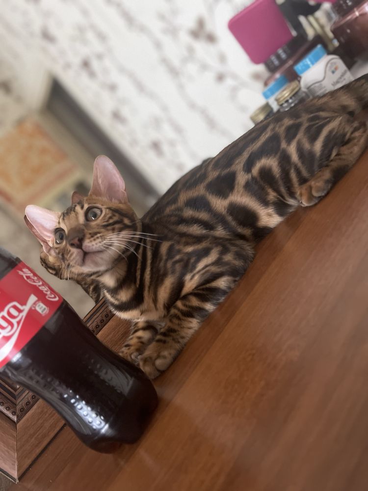 Vyaska Bengal Toza qon