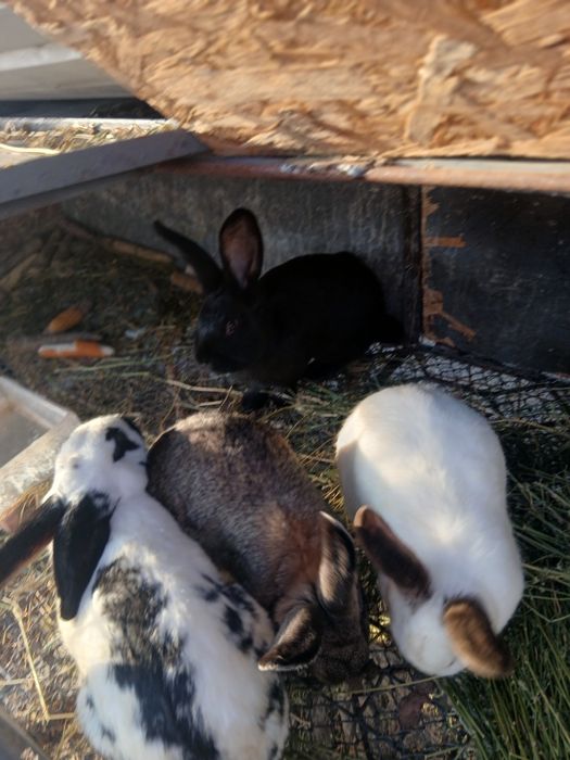 Iepuroaice de vanzare