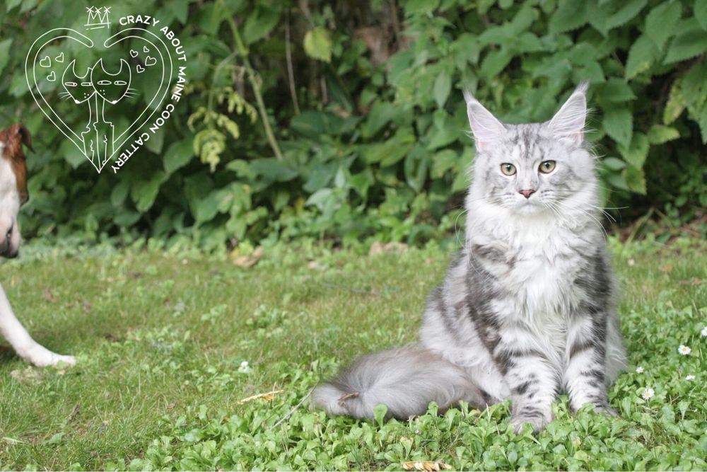 Мейн Куун (Maine Coon)