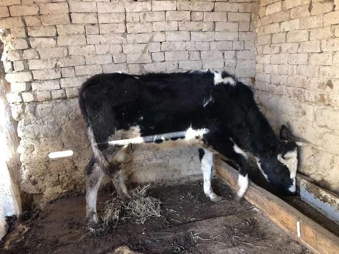 Корова 2.5 года Ğunojin 2.5 yoshli