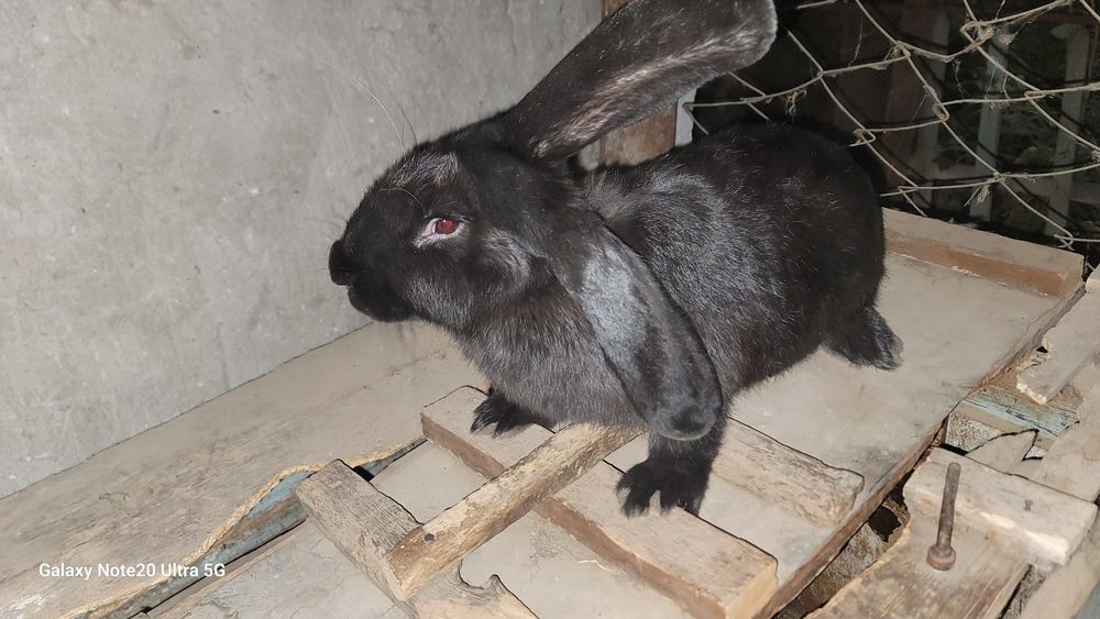 Russkiy velikan samka sotiladi!