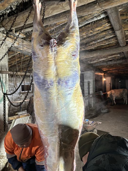 Согым  жабагы  баянааулский