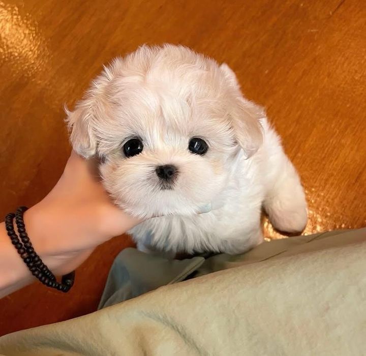 Bichon Maltez Mini Toy
