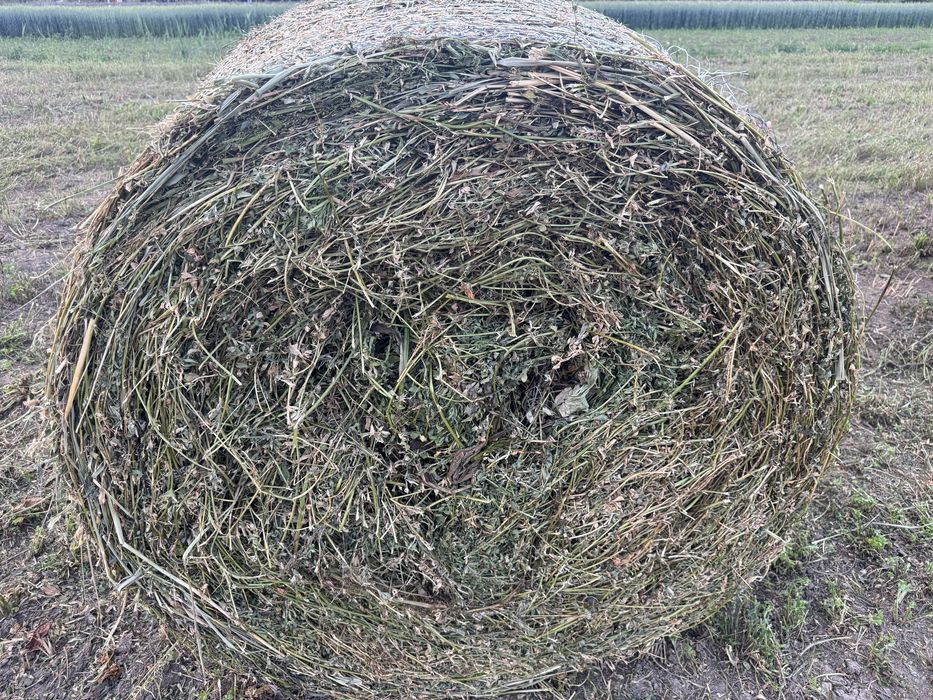 Baloti rotunzi de lucerna .